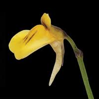 Image result for Utricularia scandens