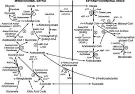 In a plant cell mitochondria highest amounts of atp is produced in the. Feasibility Of Pathways For Transfer Of Acyl Groups From Mitochondria To The Cytosol To Form Short Chain Acyl Coas In The Pancreatic Beta Cell Journal Of Biological Chemistry