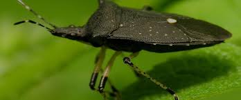 However, it is important to understand that wasps have been known to target stink bugs. How Do You Get Rid Of Stink Bugs In Indianapolis Indiana
