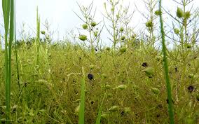 Image result for Rhamphicarpa