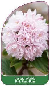 Image result for Deutzia hybrida Pink Pompon
