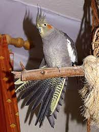 We did not find results for: Cockatiel Wikipedia