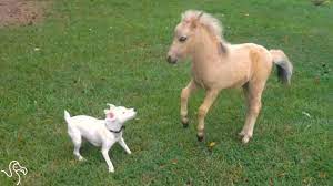 Maybe you would like to learn more about one of these? Baby Horse And Puppy Love To Play The Exact Same Games Youtube