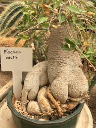 Image result for Fockea angustifolia