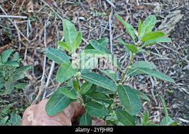 Image result for Clutia pulchella