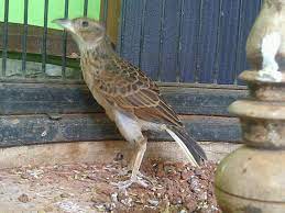 Berkecet burung betet burung blekok burung bondol burung branjangan burung brinji kelabu burung buntut sate burung untuk gambar burung kakak tua maluku bisa nada lihat di bawah ini. Gambar Burung Branjangan Javanica Gambar Burung Wallpaper