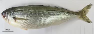 Image result for Boops boops