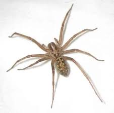 Black And Brown Wolf Spider Wolf Spider Are Wolf Spiders Dangerous How To Get Rid Of Them Hobo Spider Wolf Spider Spider Bites