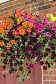All plants in containers will need more water than those planted in the ground. How To Grow Hanging Baskets From Seed Grow Big Save Even Bigger