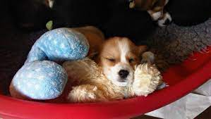 Adorable Puppies Available For Homes Now Ryde Isle Of Wight Pets4homes Corgi Sleeping Cute Puppies Puppies