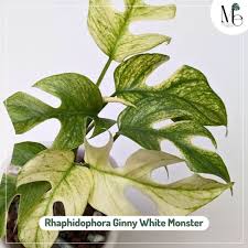 Image result for Hionanthera