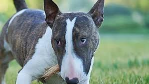 You can even go with delilah, diva, duchess, or dora to get a name that's a little more on the feminine side. 90 Female Jack Russell Terrier Dog Names The Paws