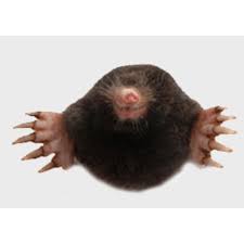 All of the forest of dean, chepstow, monmouth, tintern, symonds yat east and west, hereford, and other areas of gloucestershire. A M Pest Control Cinderford Pest Vermin Control Services Yell