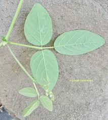 Image result for Desmodium scorpiurus