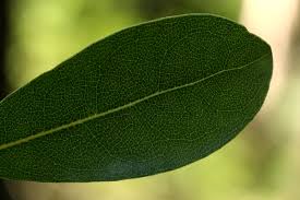 Image result for Craterispermum