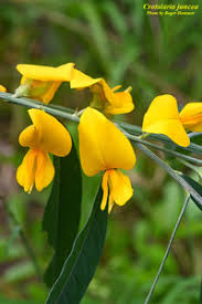 Image result for Crotalaria juncea