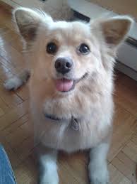 The corgi pomeranian mix is a cross between the playful pembroke welsh corgi and the perky pomeranian. Ocd Obsessive Corgi Disorder Hera The Corgi Pomeranian Mix Being All Cute For
