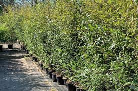 These bamboo will provide really dense screens offering privacy and coverage. Buy Tall Bamboo Online Big Bamboo For Instant Screening Bamboo Giant