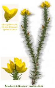 Image result for Ulex minor