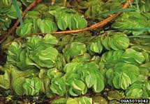 Image result for Salviniaceae