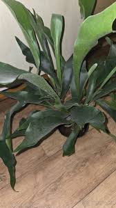 Image result for parožnatka Platycerium