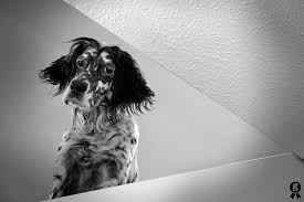 Black And White English Setter Are You Alright Down There English Setter Red White Setter Irish Setter