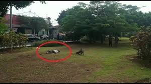 Check spelling or type a new query. Video Viral Pria Tergeletak Di Jakarta Timur Petugas Periksa Suhu Tubuhnya 41 Derajat Celcius Bangka Pos