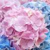 Scabiosa are extremely long blooming compact purchased item: 1