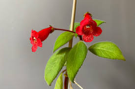 Image result for Kohleria
