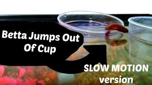Betta Fish Jumping Out Of Cup Into Tank Slow Motion Youtube