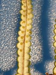 Image result for Gleichenia elongata