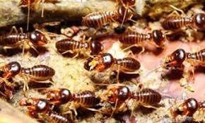 In addition, the severity of the infestation and size of your property also affects the timeframe. How Long Does Termite Treatment Last New Mexico Termite Treatment