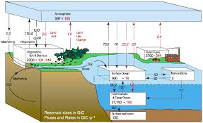 carbon sinks absorb the extra co2
