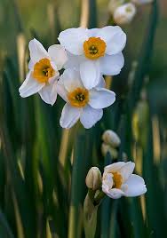 Daffodils Narcissus Beautiful Flowers Pictures Daffodils Beautiful Flowers