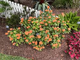 Image result for Crossandra pyrophila
