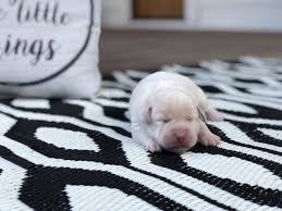 Labrador retrievers are america's most well known breed as per the american kennel club. Champagne Lab Puppies For Sale Silver And Charcoal Kennels