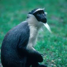 Primates In Jeopardy Monkey With A Goat S Beard Cgtn There are 87 monkey beard for sale on etsy, and they cost $14.85 on average. primates in jeopardy monkey with a