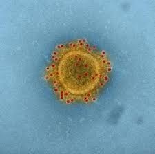 Virus utfordrer derfor vårt syn på hva som er kriterier for liv. Fakta Om Koronavirus Det Medisinske Fakultet