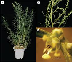 Image result for Halopyrum mucronatum