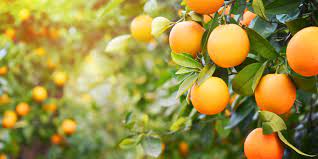 Перевод слова orange, американское и британское произношение, транскрипция, словосочетания, однокоренные слова, примеры использования. Oranges Health Benefits Risks Nutrition Facts Live Science