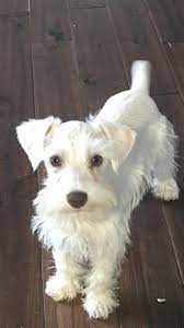 When autocomplete results are available use up and down arrows to review and enter to select. Our Newest Baby Mini Schnauzer Schnoodle Dog White Schnauzer