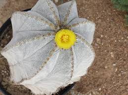 Some species flower at night and are pollinated by bats or moths. Cactus Bloom Spring Picture Of Old Mesilla Village Las Cruces Tripadvisor