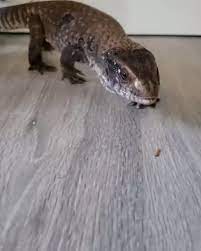 39 Lizards - Supplies - Ideas In 2021 Lizard Reptiles Savannah Monitor