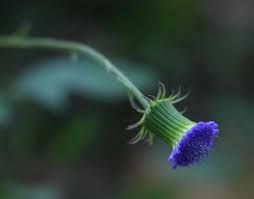 Image result for Crassocephalum rubens