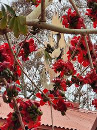 Image result for Bombax ceiba