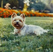 The Best Dogs For Seniors That Ll Fill Their Lives With Love Yorkie Dogs Yorkshire Terrier Best Dogs