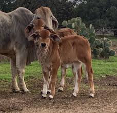 The brahman or brahma is a breed of zebu cattle (bos taurus indicus) that was first bred inunited states from cattle breeds imported from india. Beautiful Brahman Cow And Br Cutrer Inc Brahman Ranch Facebook