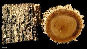 Image result for Hugonia elliptica