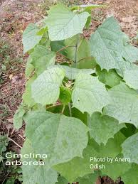 Image result for Gmelina arborea