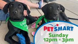 DOG and CAT Adoption Event at PetSmart in Rockville